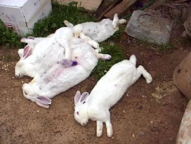 Инбридинг. родственные спаривания кроликов. | кролики. разведение и содержание в домашних условиях