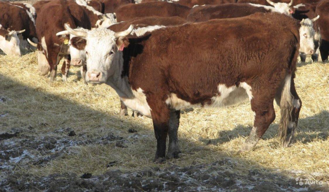 Казахская белоголовая порода коров: характеристика