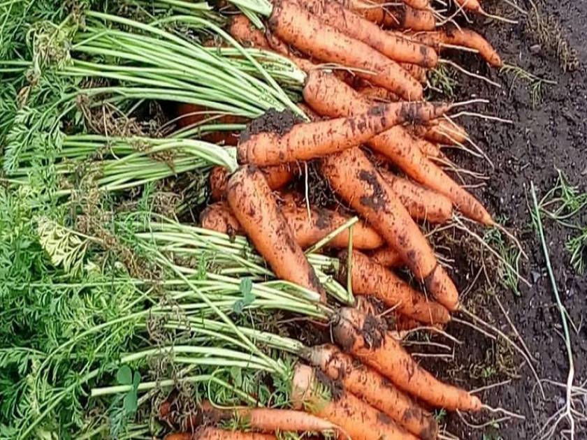 Подкормка моркови: как, когда и чем кормят морковь