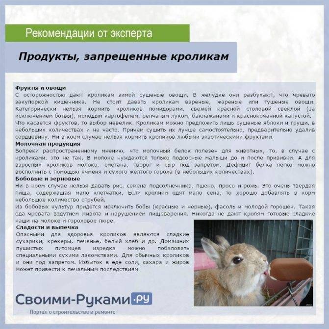 ᐉ чем кормить кроликов летом: правильный рацион - zooon.ru