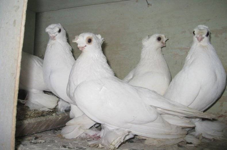 Узбекские декоративные голуби [1975 симонов б.а.