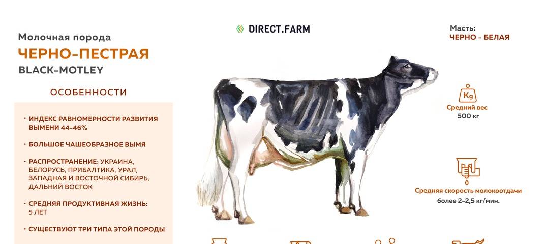 Голштины порода коров: особенности разведения и ухода. голштинская порода коров