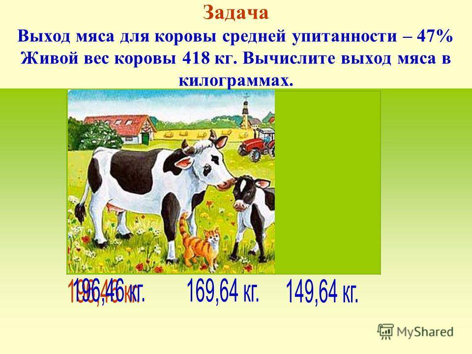 Определение массы крупного рогатого скота - сколько весит корова 2021