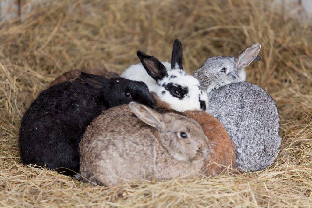 Оплодотворение кроликов искусственным методом