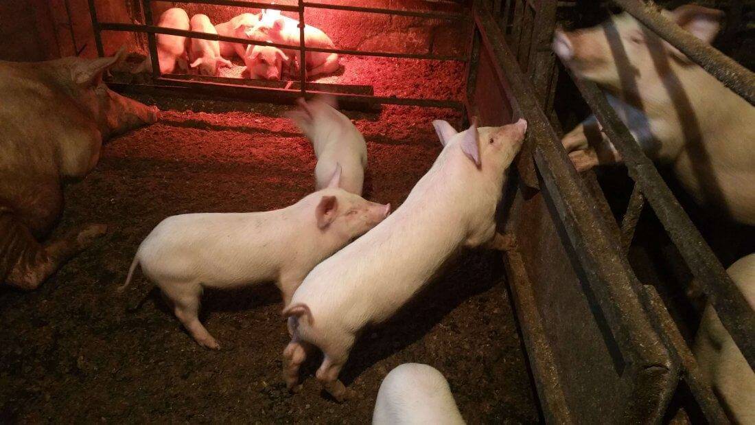 Сравнительная таблица по породам свиней