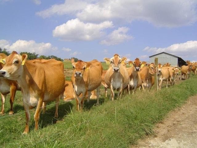 Характеристика и особенности содержания коров джерсейской породы