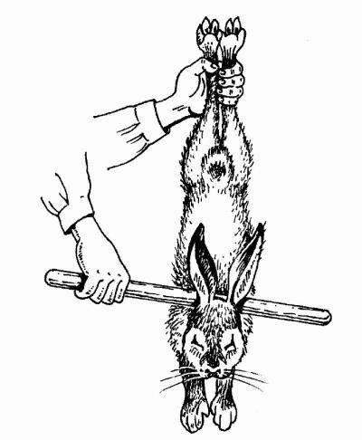 Способы забоя кроликов и обзор приспособлений