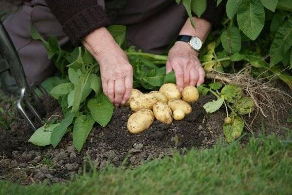 Сорт картофеля гала, видео, фото описание сорта картофеля гала, сорт картофеля гала характеристики |