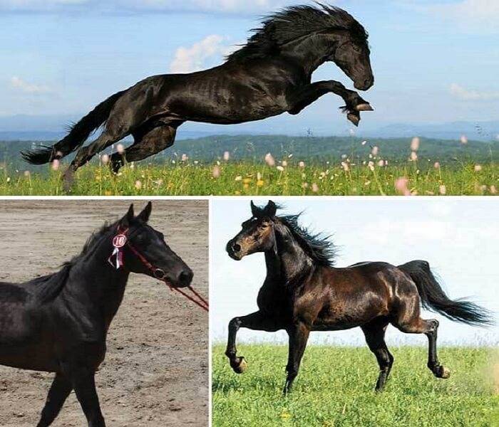 Характеристика и особенности карачаевской лошади