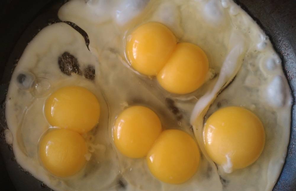 Почему куры несут двухжелтковые яйца и как они получаются?