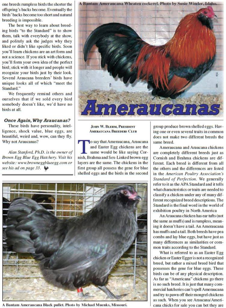 Порода кур амераукана: описание, содержание, отзывы, фото