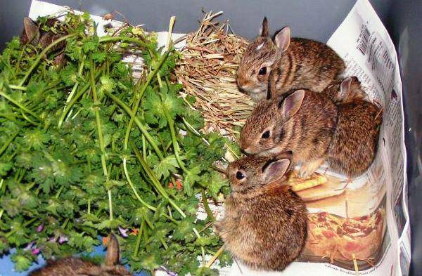 Кормление кроликов какие ветки можно кролику