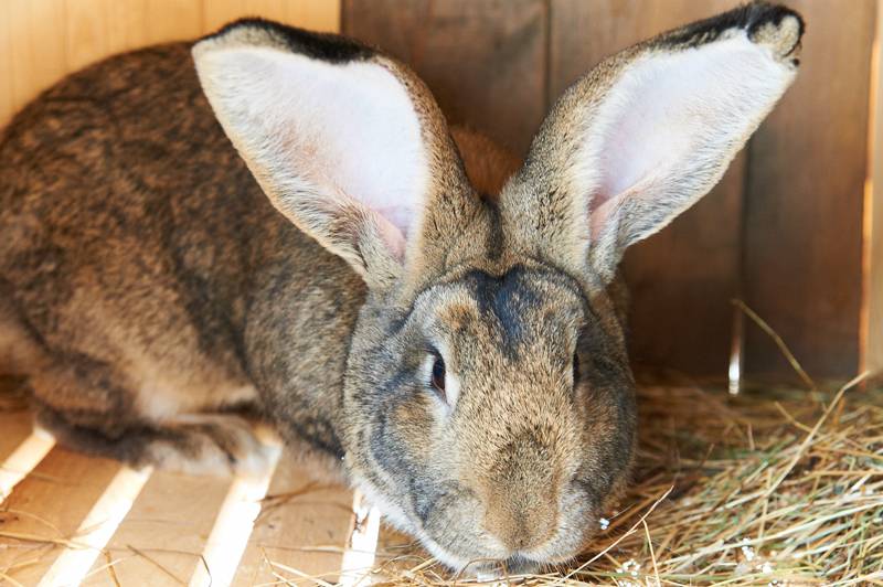 Кролики породы ризен: характерные особенности, критерии выбора, условия и правила содержания, рацион, особенности разведения