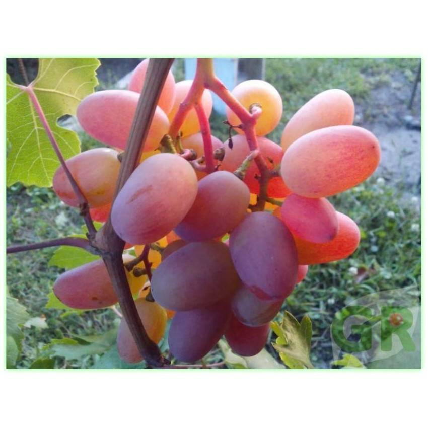 Виноград преображение: описание и уход за сортом