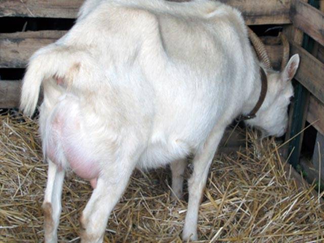 Беременность у козы: сколько она длится, как её определить