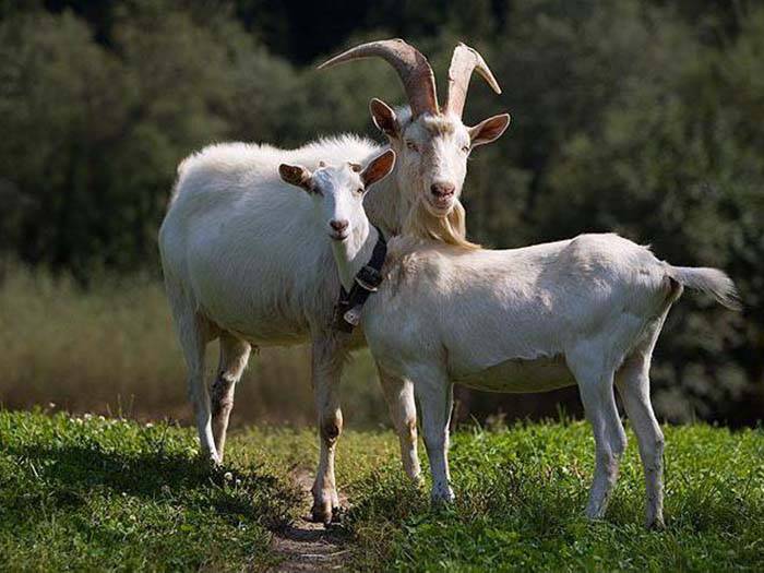 Как происходит случка коз? особенности процесса и ценные советы