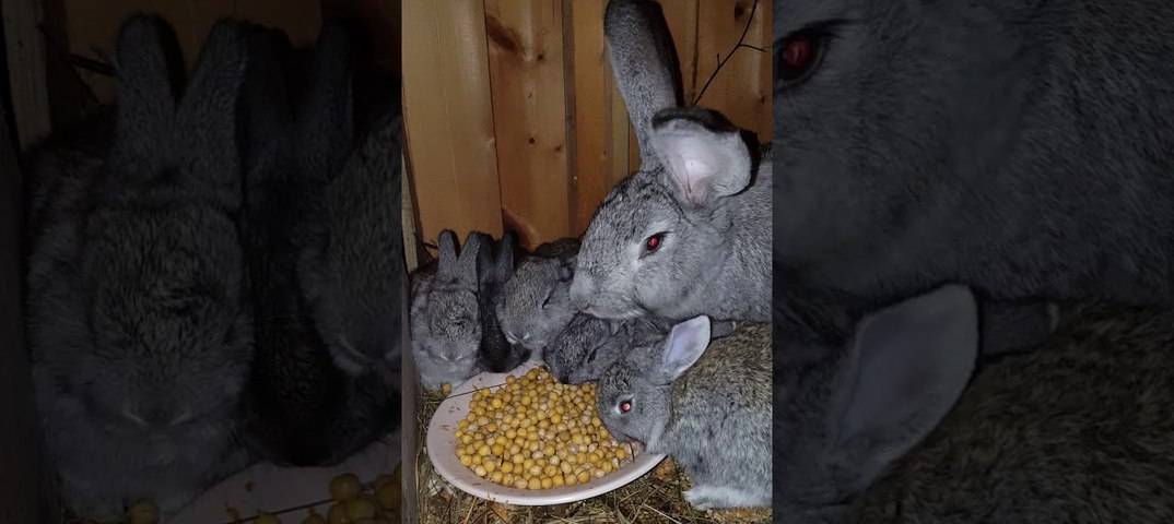 Можно ли кормить кроликов только комбикормом