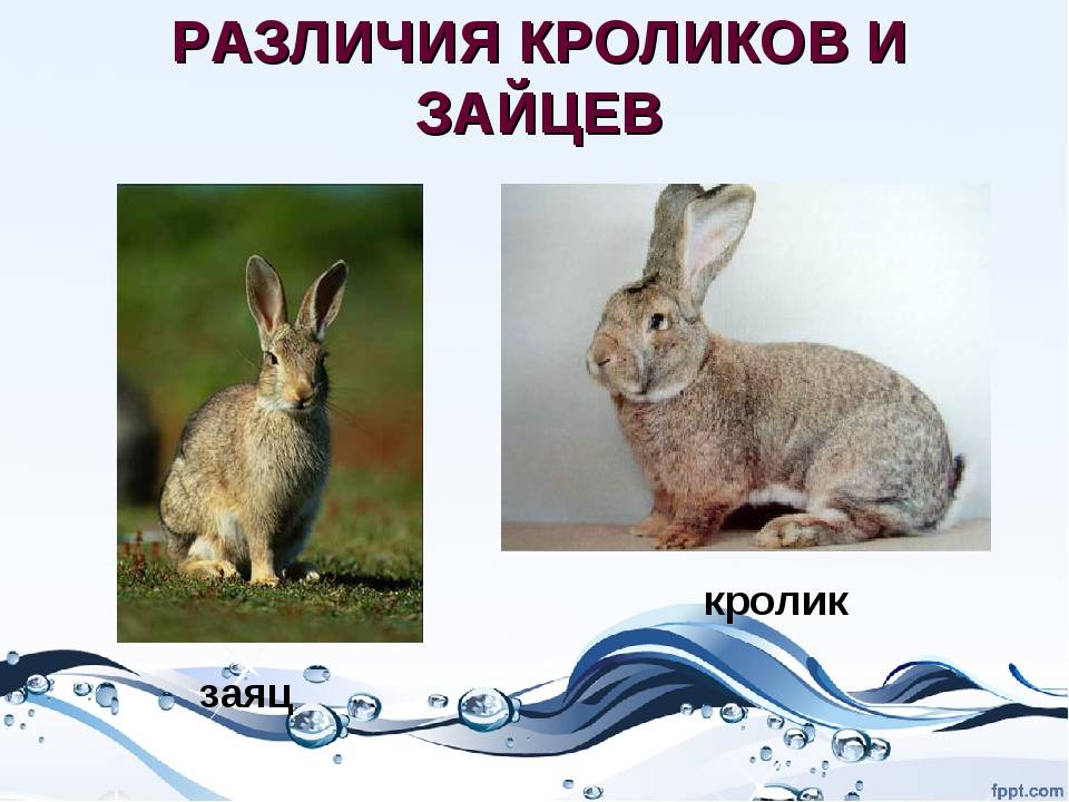 В чем разница между кроликом и зайцем