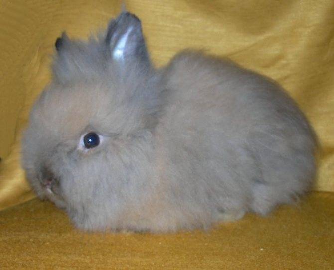 Львиноголовый кролик карликовый — фото, размеры, внешность, цены