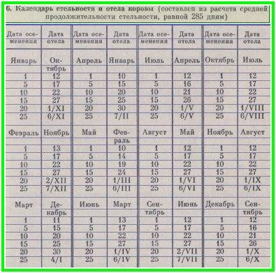 Календарь отела коров: самая точная таблица по дням и график стельности, калькулятор