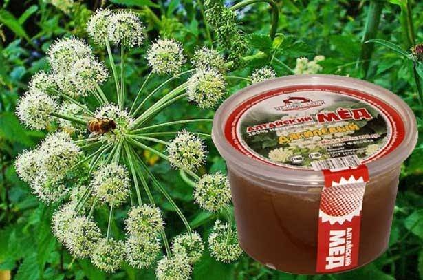 Дягилевый мед: полезные свойства, противопоказания и применение