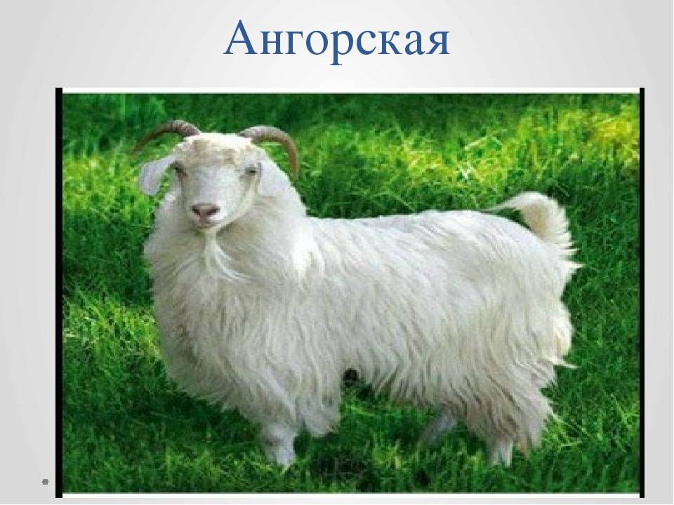 Характеристики ангорской козы, условия содержания и особенности размножения