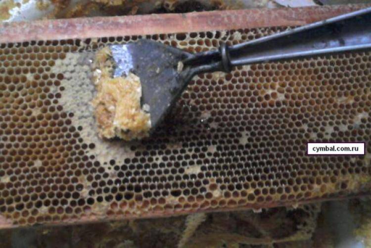 Забрус: лечебные свойства. как принимать? | забрус | пчеловод.ком