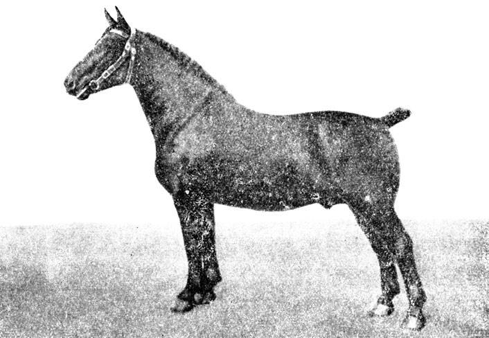 История карачаевской породы лошадей 2021