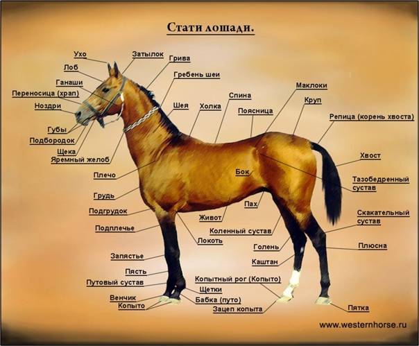 Экстерьер лошади: основные стати | конный портал