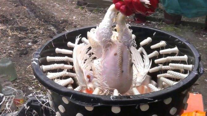 Как ощипать курицу — ощипывание курицы в домашних условиях