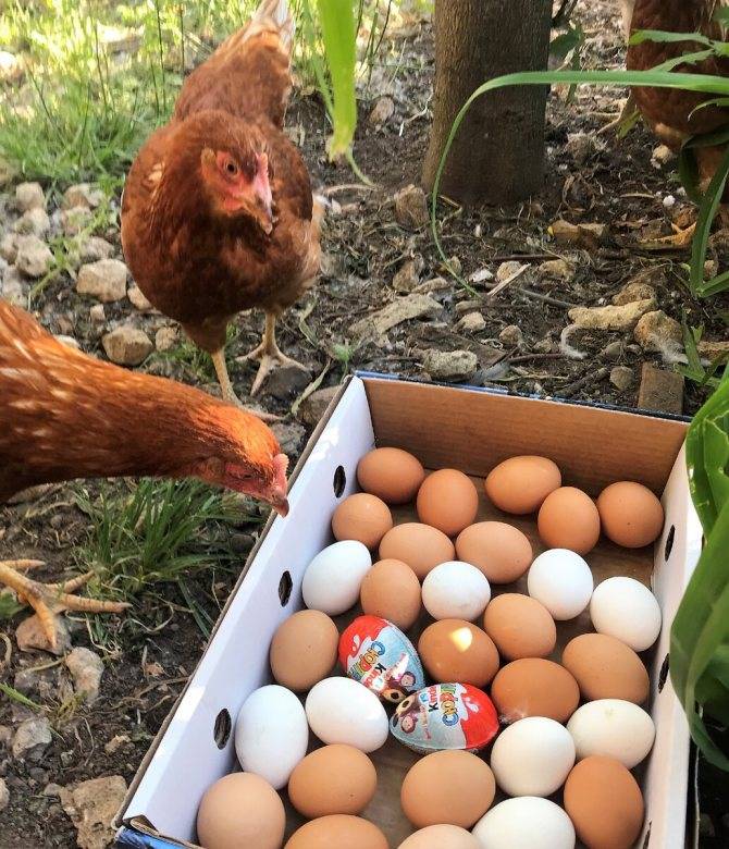 Куры несут яйца без скорлупы: причины и что делать, как лечить