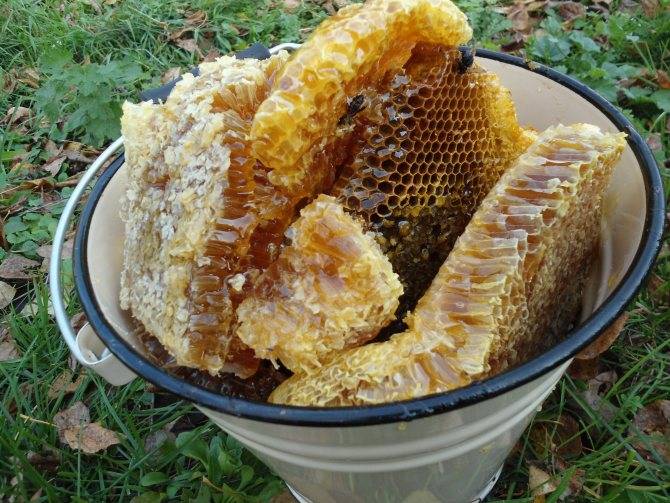 Мед диких пчел - бортевой, полезные и лечебные свойства
