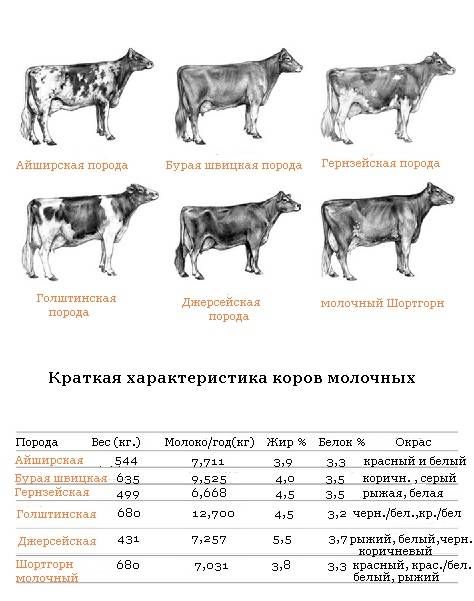 Породы мясо-молочного направления