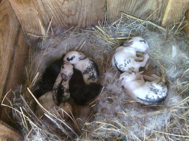 Развитие новорожденных кроликов: ? этапы, уход и кормление, сложности периода