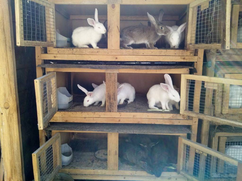 Разведение и содержание кроликов в домашних условиях для начинающих