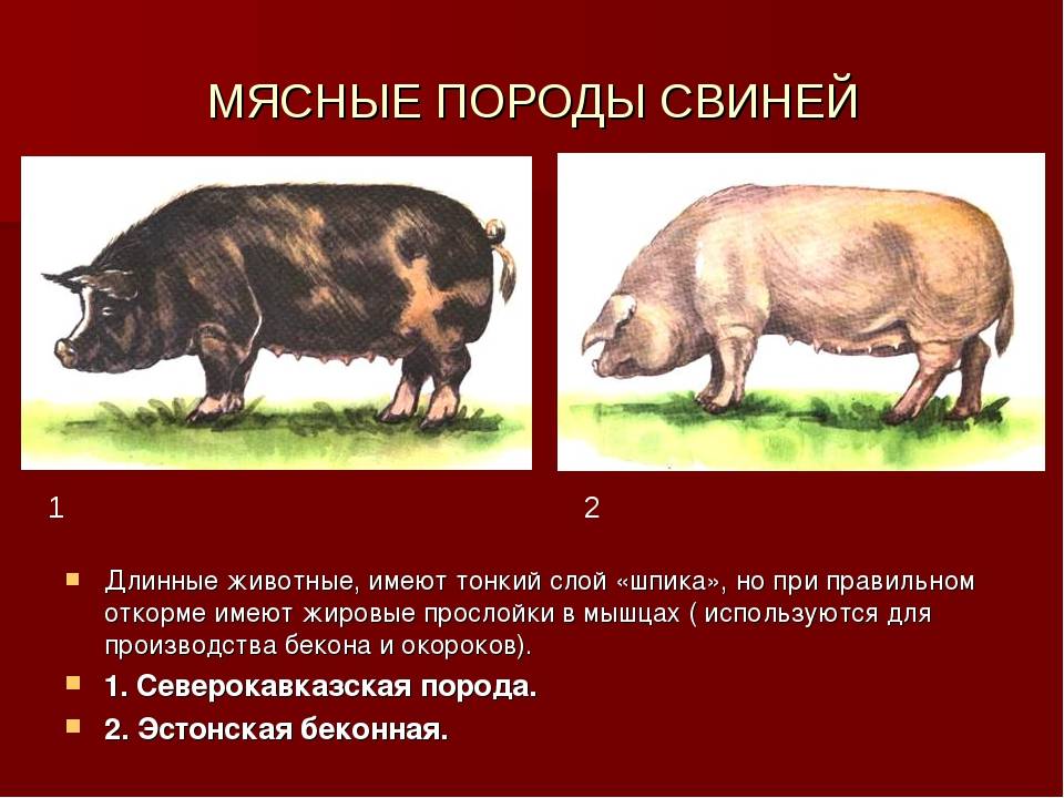 Беконные свиньи и как их правильно откармливать — agroxxi