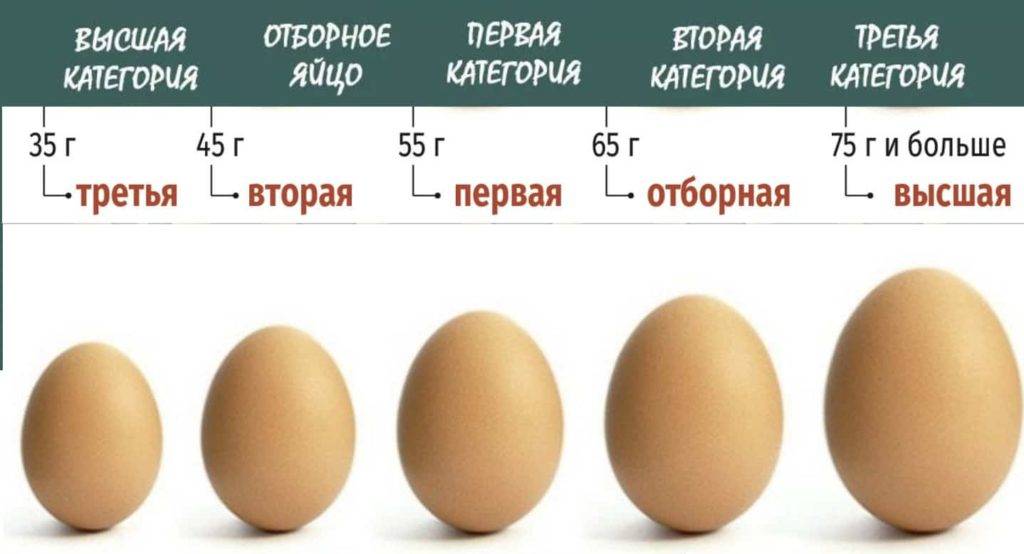 Вес куриного яйца: масса в зависимости от категории