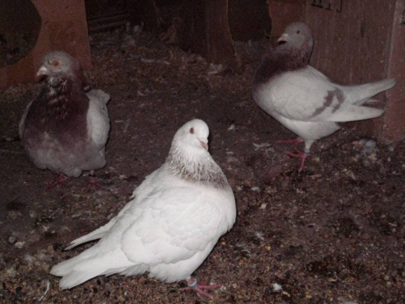 Выращивание голубей в домашних условиях. выбор породы для разведения голубей. содержание и уход за голубями. рацион питания взрослых птиц. как правильно выбрать пару гоолубей
