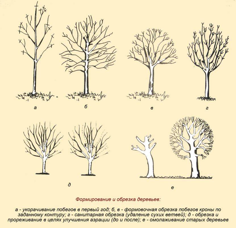 Обрезка плодовых деревьев осенью. как обрезать дерево правильно, для начинающих в картинках пошагово в 2021 году