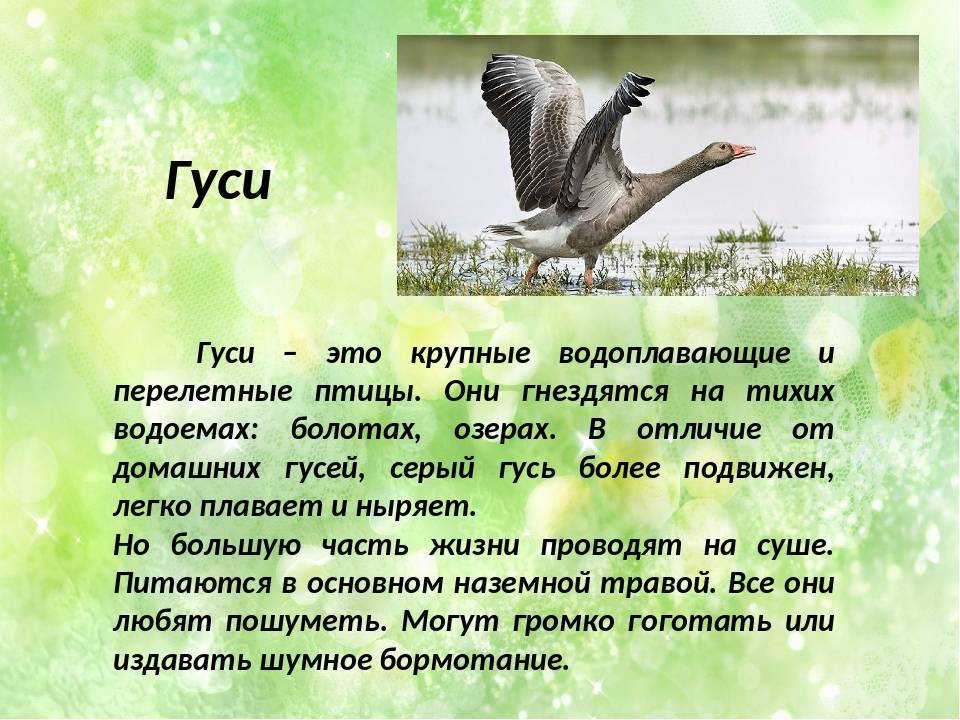 Виды диких гусей, где зимуют гуси из россии
