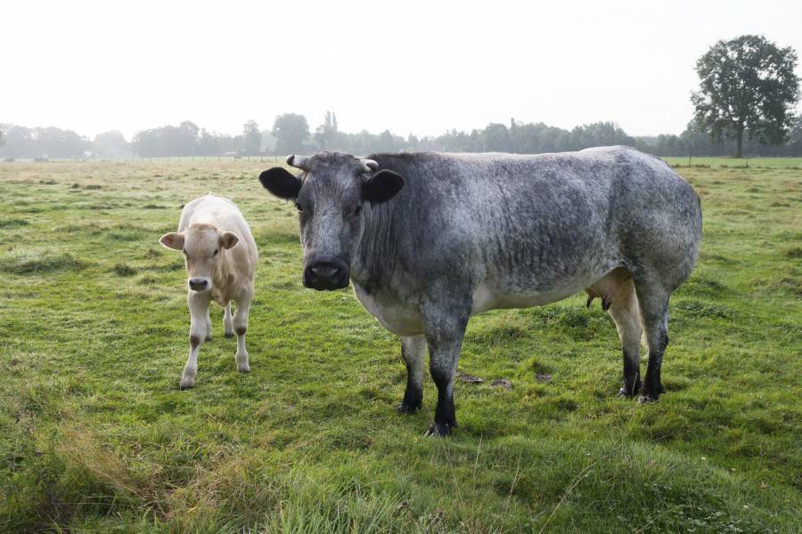 ᐉ бельгийская голубая порода коров: описание и характеристика - zooon.ru