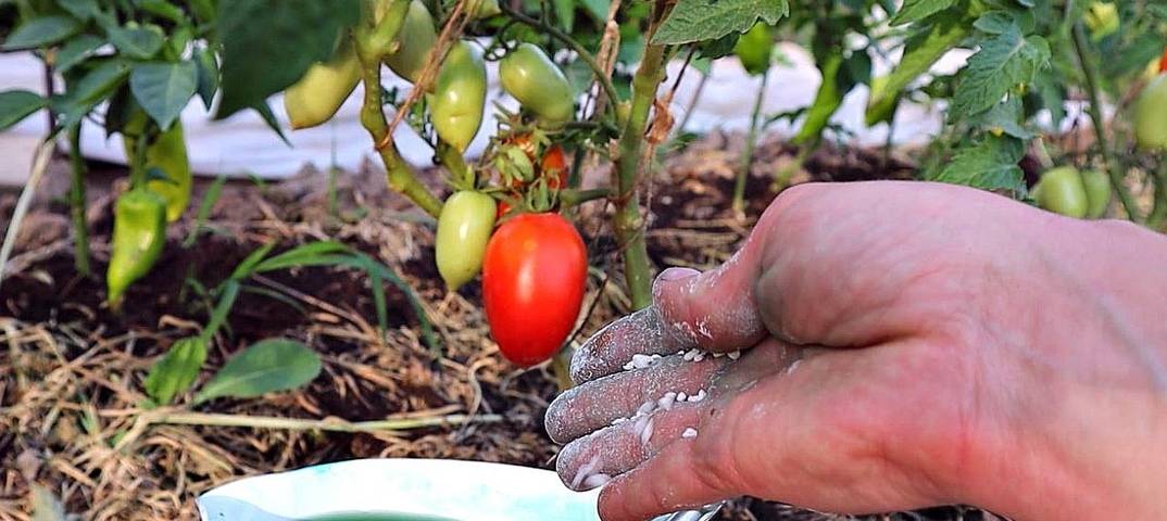 Подкормка томатов в июле: правила и особенности