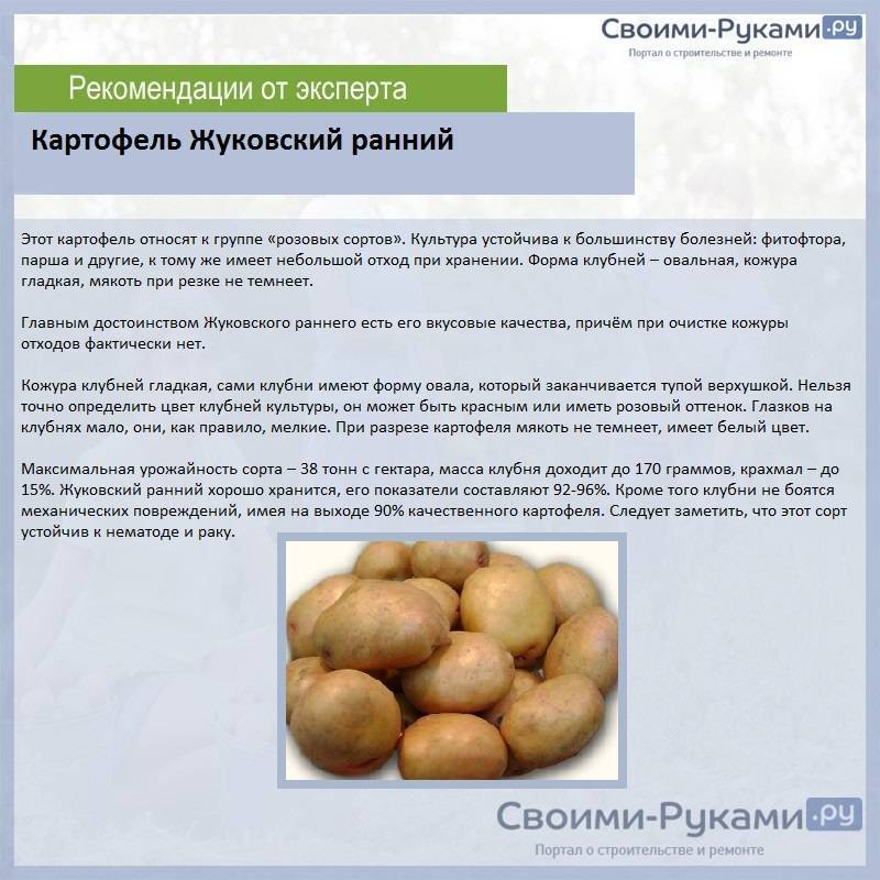 Картофель Жуковский ранний: основные характеристики