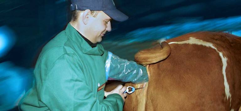 Инструменты для искусственного осеменения коров и телок
