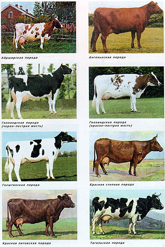 Молочные породы коров - описание, фото и видео | россельхоз.рф