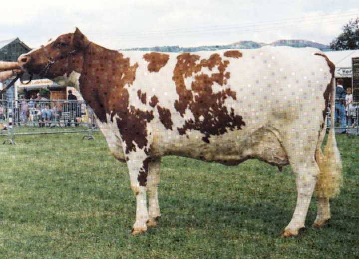 Айрширская порода коров: описание и характеристика