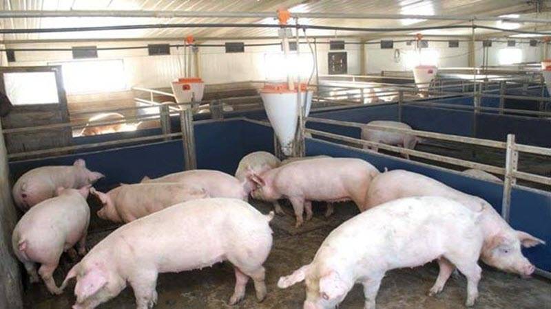 Бизнес план свинофермы (производство свинины). технологии выращивания и разведения свиней