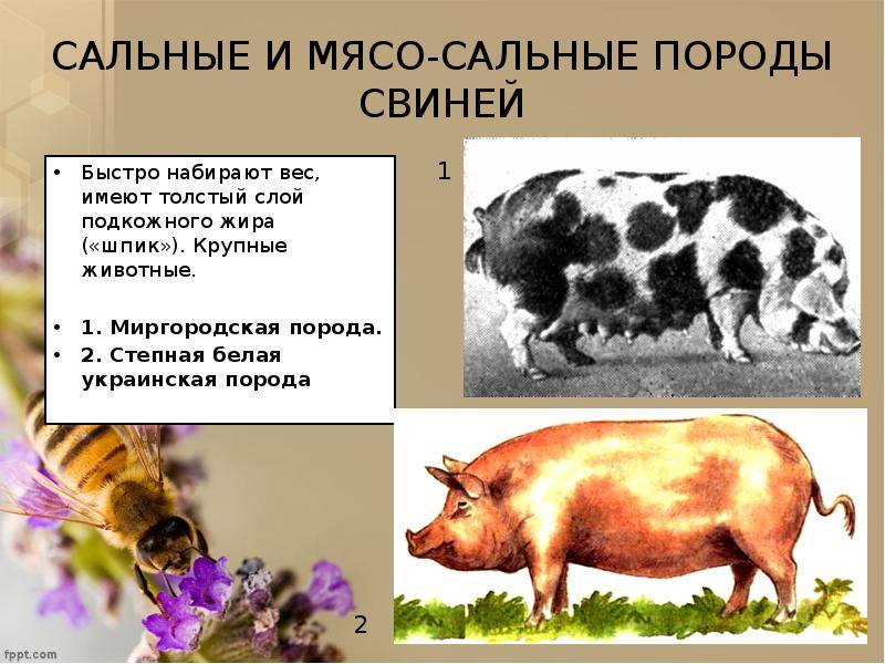Мясные породы свиней: описание, продуктивность, уход, разведение