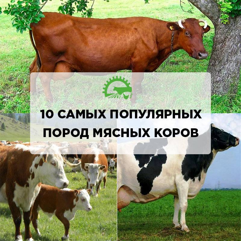Молочные породы коров