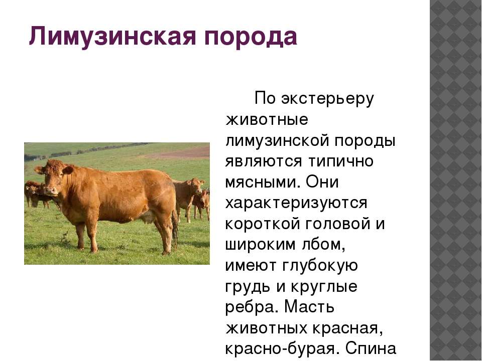 О коровах и быках лимузинской породы: описание и характеристики, содержание
